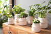 How to Choose the Perfect Handcrafted Ceramic Planter for Every Plant